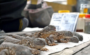A vendor displaying “sanda oil” at GanjMandi to be used to treat different diseases.