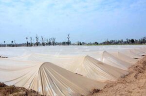 A view of plants covered with plastic sheets to protect from cold weather in the city
