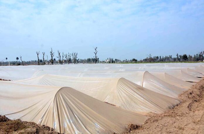 A view of plants covered with plastic sheets to protect from cold weather in the city