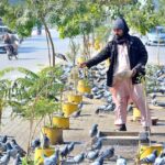 A person throwing food for pigeons on the footpath at Jail Road