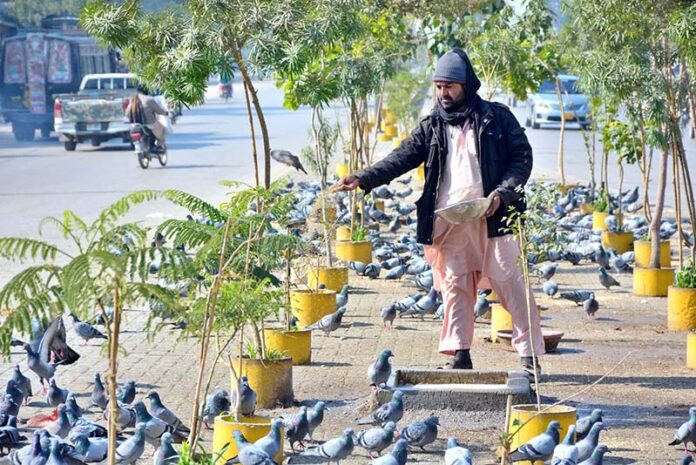 A person throwing food for pigeons on the footpath at Jail Road
