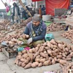 Vendors are displaying sweet potatoes to attract customers at Vegetable Market