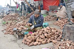 Vendors are displaying sweet potatoes to attract customers at Vegetable Market