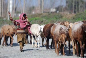Gypsy girls guide their herd of sheep along the roadside at Charsadda Road.