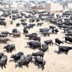 A large number of buffaloes are gathered in an empty plot near Nazar Colony