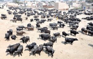 A large number of buffaloes are gathered in an empty plot near Nazar Colony
