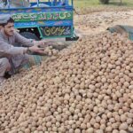A vendor arranging and displaying dry fruits to attract the customers at his roadside setup