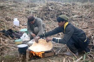 Farmers busy in making bread (roti) after harvesting sugarcane from their field