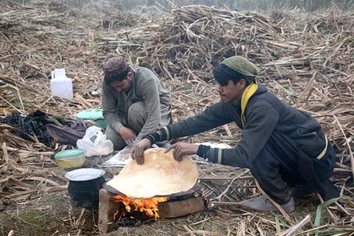 Farmers busy in making bread (roti) after harvesting sugarcane from their field