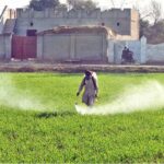 A farmer sprays pesticide on his wheat crop to protect it from harmful pests and ensure a healthy harvest on outskirts area in the city