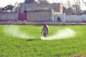 A farmer sprays pesticide on his wheat crop to protect it from harmful pests and ensure a healthy harvest on outskirts area in the city