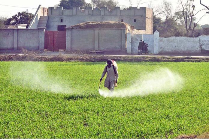 A farmer sprays pesticide on his wheat crop to protect it from harmful pests and ensure a healthy harvest on outskirts area in the city