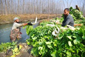 Farmers wash freshly harvested radishes with canal water on outskirts area of the city, prepping them to deliver farm-fresh goodness to the Naguman vegetable market.