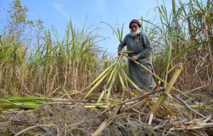 Farmer is harvesting sugarcane from his field in the Akhazana area outskirts area in the city.