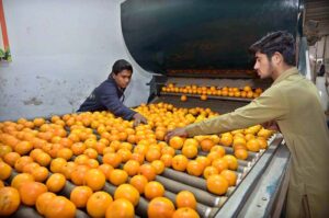 Workers pack premium quality oranges for export at the National Canoe Factory, Bhalwal Road. Pakistan, ranked among the top 20 citrus producers, exports to global markets.