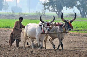 A farmer uses bulls to plough his field, smoothing the ground ,preparing the soil for the next crop.