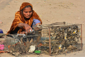 A woman vendor displays caged birds for sale, attracting customers at a roadside market in the city