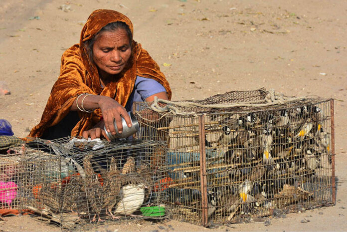 A woman vendor displays caged birds for sale, attracting customers at a roadside market in the city