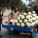 A vendor selling fresh cabbage at the roadside