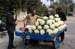 A vendor selling fresh cabbage at the roadside