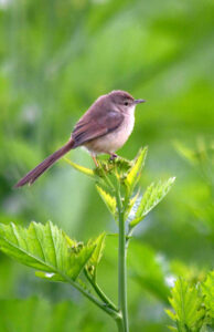 A stunning bird perched on a plant enjoys the sunshine on an extremely chilly winter day in the outskirts of the city.
