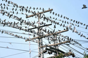 A peaceful flock of pigeons perched on electric wires, basking in the sunshine along Empress Road, creating a mesmerizing scene in the city.