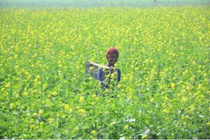 A young farmer carries a digger on his shoulder while walking through a mustard field.