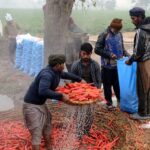 Farmers washing and packing freshly harvested carrots for the vegetable market