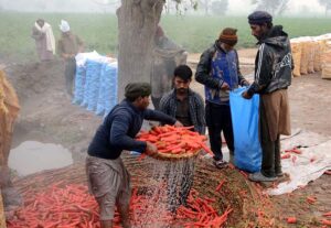 Farmers washing and packing freshly harvested carrots for the vegetable market