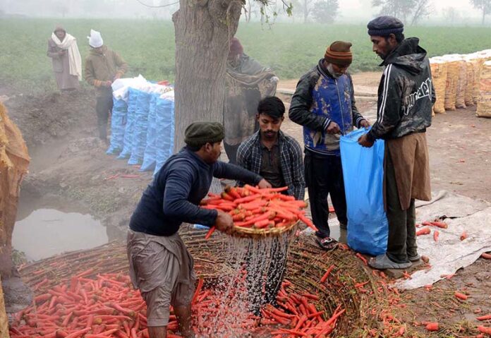 Farmers washing and packing freshly harvested carrots for the vegetable market