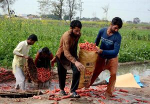 Farmers washing and packing freshly harvested carrots for delivery to the vegetable market.