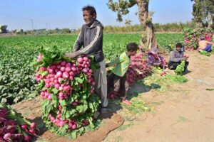 Farmers meticulously sort freshly harvested turnips to ensure the top quality produce for markets along Tando Jam Road.