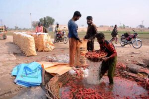 Farmers washing and packing freshly harvested carrots for delivery to the vegetable market.