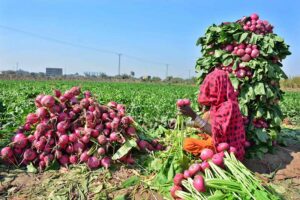 Farmers meticulously sort freshly harvested turnips to ensure the top quality produce for markets along Tando Jam Road.