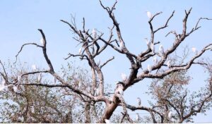 A serene view of a flock of migratory birds perched on a tree, adding natural beauty to the winter landscape in the city.