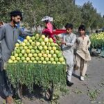 A hawker arranges seasonal guavas on his cart to attract customers on Mirpurkhas Road