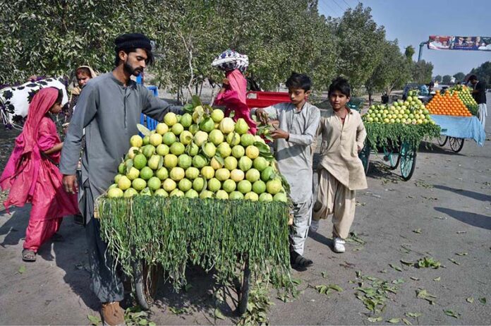 A hawker arranges seasonal guavas on his cart to attract customers on Mirpurkhas Road