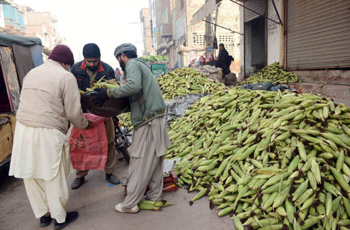 Traders are displaying corn to attract customers at the Fruit market