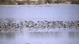 A flock of birds sitting in water pond at Qasimabad road.