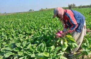Farmers meticulously sort freshly harvested turnips to ensure the top quality produce for markets along Tando Jam Road.