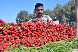 A hawker displaying fresh strawberry on his handy cart to attract the customers at Latifabad.