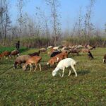 Herd of sheeps grazing in the field at Charsadda road