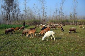 Herd of sheeps grazing in the field at Charsadda road