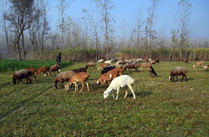 Herd of sheeps grazing in the field at Charsadda road