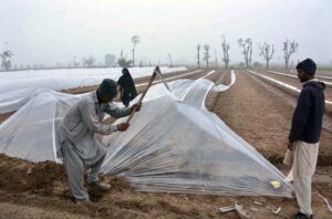 Farmers carefully covers saplings with plastic sheets to protect from cold wearthe and ensuring a safe environment for the fragile plants on the outskirts area of the city.