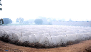 A view of the covered plants with plastic sheets in the field protecting from cold weather and ensuring a safe environment for the fragile plants on the outskirts area