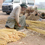 Laborer is cutting Bamboo "kana" used for traditional sitting stools (mura) at his workplace