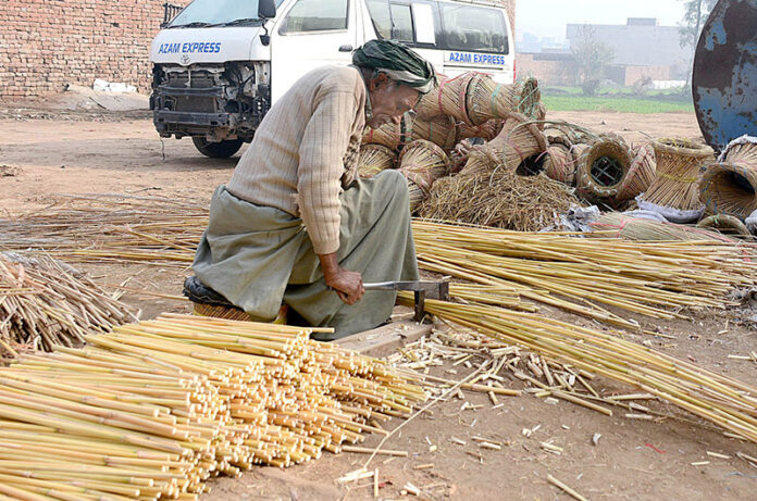 Laborer is cutting Bamboo 