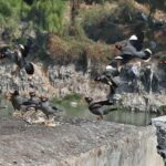 Local mynah birds create a fascinating scene as they fly over food left behind by passersby for pecking it on the roadside