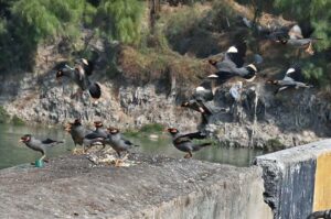 Local mynah birds create a fascinating scene as they fly over food left behind by passersby for pecking it on the roadside